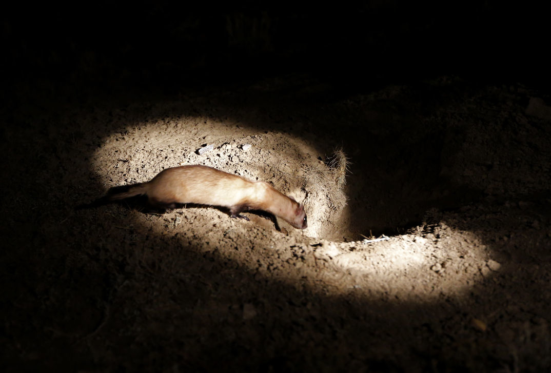 Black-Footed Ferrets